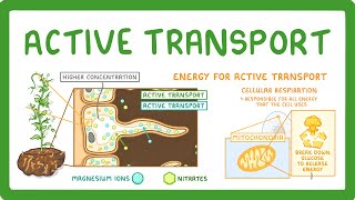 GCSE Biology  Active Transport 9 [upl. by Scheers]