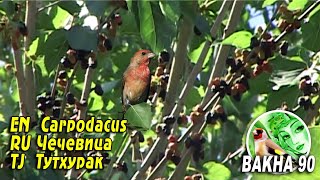 Carpodacus erythrinus Таджикиский Чечевица Тутхурак [upl. by Myriam39]