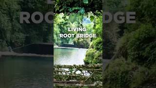 Unbelievable Root Bridges of India  Meghalaya discovermeghalayatravel meghalaya viral [upl. by Sievert568]