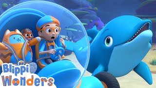 Blippi Learns How Dolphins Talk  Blippi Wonders Educational Videos for Kids [upl. by Kcyrred]