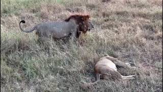 lion king 👑 from Serengeti national Park [upl. by Nylrac]