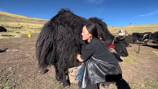 Unseen Life of Tibetan Nomads  Life in Pastoral Area [upl. by Alwyn174]