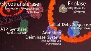 The effects of Catechin on Streptococcus Mutans [upl. by Akehsal]