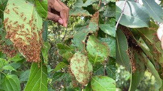 How to find red ants nest on the forest [upl. by Rramel182]