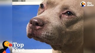 Shelter Dog Cries Until She Meets New Family  Other Happy Animal Rescues  The Dodo Top 5 [upl. by Clover]