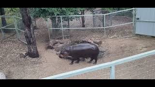 Pygmy hippo feed at Darling Downs Zoo [upl. by Eenerb]