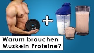 Muskelaufbau  Warum der Körper Proteine benötigt [upl. by Tien]