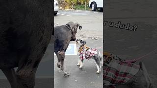 Mini Schnauzer VS Great Dane minischnauzer [upl. by Ydnelg308]