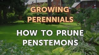 How to Prune Penstemons [upl. by Nniuqal]