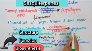 Sesquiterpenes biochemistryStructureBiosynthesisFunction biochemistry [upl. by Eeleak]