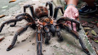 20 Biggest Spiders in the World [upl. by Lepley]