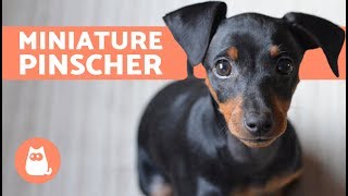 Miniature Pinscher – Characteristics Care and Training [upl. by Ecirtaeb227]