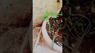 Fast growing papaya plant 🤩😍😇 shorts youtubeshorts naturebeauty homegardening papayaplant [upl. by Inman]