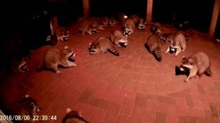 Raccoons Eating Dog Food [upl. by Eselehs]