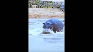 Hippopotamus vs crocodiles wildlife  rhino  wildanimals crocodilesamazingyt [upl. by Temple235]