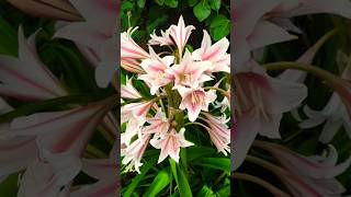 Crinum LatifoliumSudarshan benefits sudarshan gardening flowers viral [upl. by Nyrok]