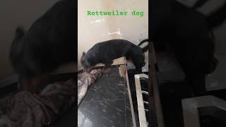 Rottweiler dog puppy video com 🐕🐕🐕🐕 [upl. by Zorah]