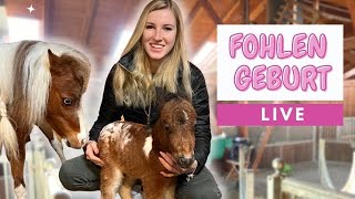 Fohlen Geburt LIVE💕😱 Geburt das erste Wiehern amp Aufstehen😱 [upl. by Frechette47]