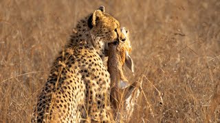 Cheetah stalks one steenbok but catches another [upl. by Tsenre]