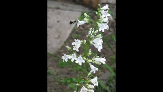 Penstemon Plant Profile [upl. by Icram]