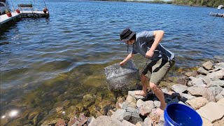 Trapping Spottail Shiner Minnows [upl. by Gabbert]