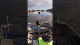 Nerang River Fishing  fishing fish whiting shorts [upl. by Ronoc]