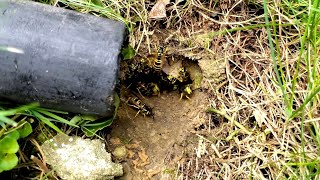 Massive UNDERGROUND Yellow Jacket Nest Swarmed and Attacked Dog and Owner Wasp Nest Removal [upl. by Aylad813]