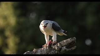 Black shouldered Kite Elanus caeruleus [upl. by Mechelle]