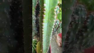 Acanthocereus tetragonus cactus flowerszoneforever [upl. by Ileek]