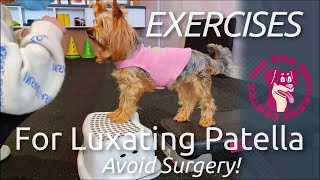 Exercises to Help Avoid Surgery for Luxating Patellas in Dogs [upl. by Barnebas178]