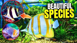 The 21 BEST Types Of Butterflyfish [upl. by Edward]