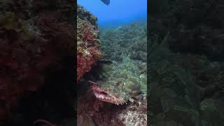 Wobbegong shark 🦈facts shortvideo shorts viralvideo trendingshorts trending history [upl. by Lily536]