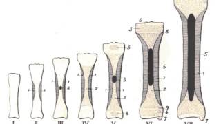 HISTOLOGIE Tissu osseux ossification [upl. by Hesler]