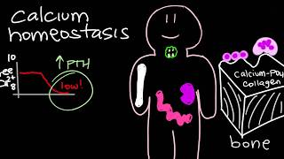 Calcium Homeostasis and Parathyroid Hormone  PTH [upl. by Eatnahs]