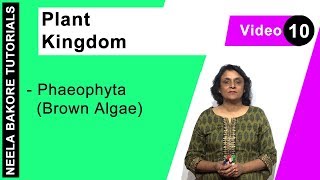 Plant Kingdom  NEET  Phaeophyta Brown Algae  Neela Bakore Tutorials [upl. by Volotta]