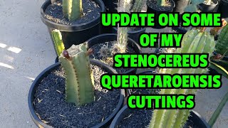 Update on some of my Stenocereus queretaroensis cuttings [upl. by Golter738]