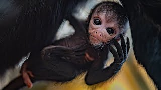 spider monkeys biological facts [upl. by Eissehc]