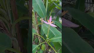 Amazing and Beautiful Pink Lotus Banana shortvideo musavelutina gardensbythebay nature fruits [upl. by Malloch772]