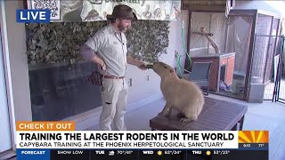 Capybara being trained at a Phoenix animal sanctuary [upl. by Aierdna]