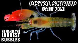 Pistol Shrimp Facts the LOUDEST Animal in the ocean 🦐 [upl. by Eberta]