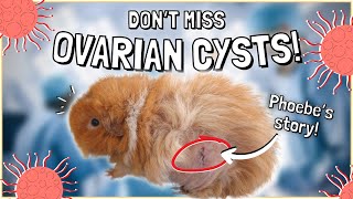 Ovarian Cysts in Guinea Pigs What You Need to Know [upl. by Anoval]