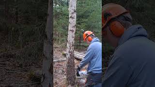 Tree goes the wrong way logging chainsaw logsaw stihl tree logcutting chainsawstihl birch [upl. by Ylloh]