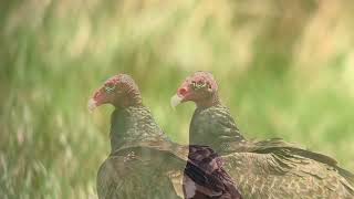 Urubu a tête rouge turkey culture cathartes aura Everglades Floride avril 2014 [upl. by Donnell]