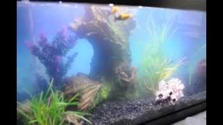 New Aquarium cycling 20gallon day 2 [upl. by Lede]