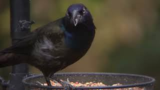 Grackles birds birdwatching nature Minnesota [upl. by Eecyac]