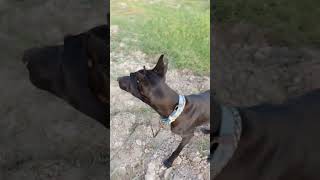 Greyhound Dog 🐶 Greyhound dog breed  italian greyhound dog• greyhound dog running training videos [upl. by Wells]