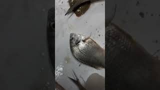 Sea bream 🙄food trending shots shotsvideo instagram instareels seafood fishing [upl. by Nagard311]