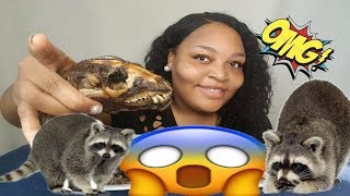 EATING RACCOON MUKBANG 😱 [upl. by Ifill]