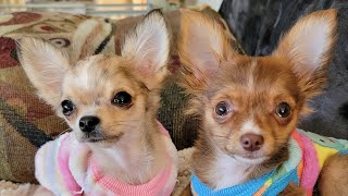 Chihuahua Puppies must go to the Vet 1182023 [upl. by Adnalohs]