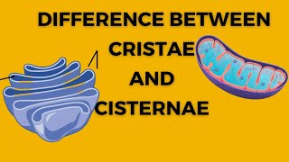 Difference between cristae and cisternae  Golgi body  Endoplasmic reticulum  Biology xi  cell [upl. by Ursulette]